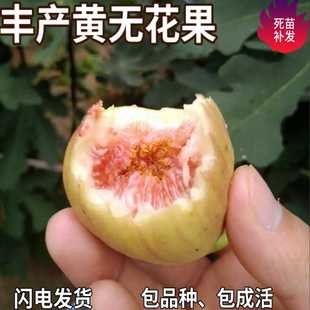 丰产黄无花果树苗南北方庭院地栽盆栽种植特大嫁接果树苗当年结果