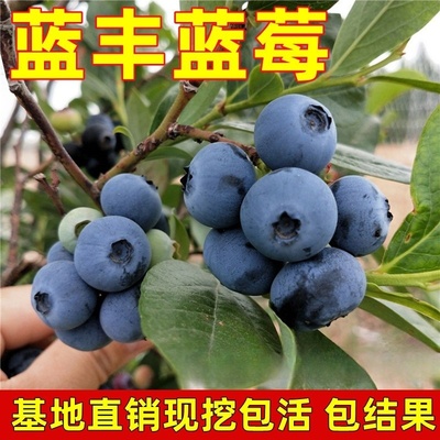 蓝丰蓝莓苗四季盆栽地栽南方北方种植黑珍珠兔眼蓝莓树苗当年结果