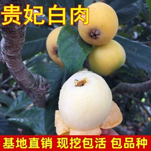 贵妃白肉枇杷苗树嫁接果树 果苗南北方种植当年结果特大风味浓甜