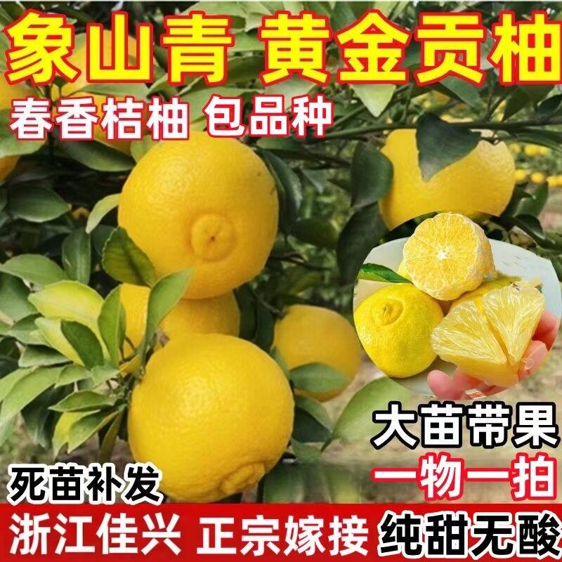 春香桔柚树苗 黄金贡柚树苗兼有桔和柚的香气柑橘树苗 象山青树苗