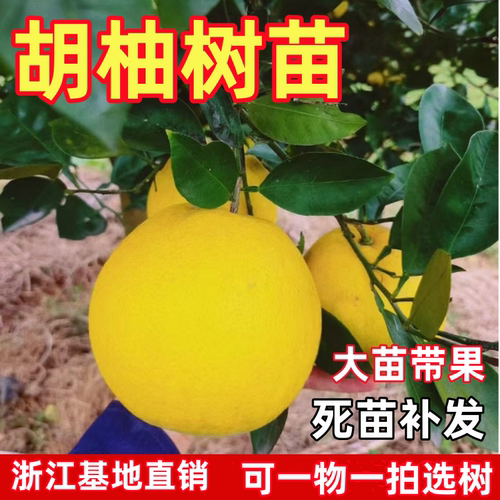 正宗胡柚树果苗 常山胡柚苗 嫁接柚子树苗甜柚蜜柚子果树当年结果