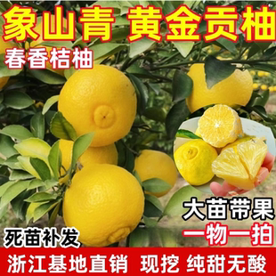 春香桔柚树苗 黄金贡柚苗 兼有桔和柚的香气 柑橘树苗 象山青树苗