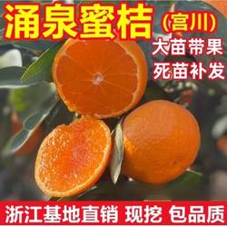 早熟无核涌泉蜜橘苗 黄岩蜜桔苗 嫁接无籽柑橘果树苗宫川蜜桔子苗