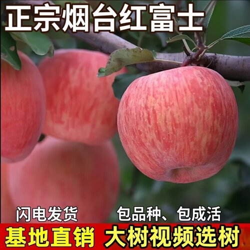 正宗烟台红富士苹果树苗南北方庭院地栽盆栽种植嫁接果树当年结果