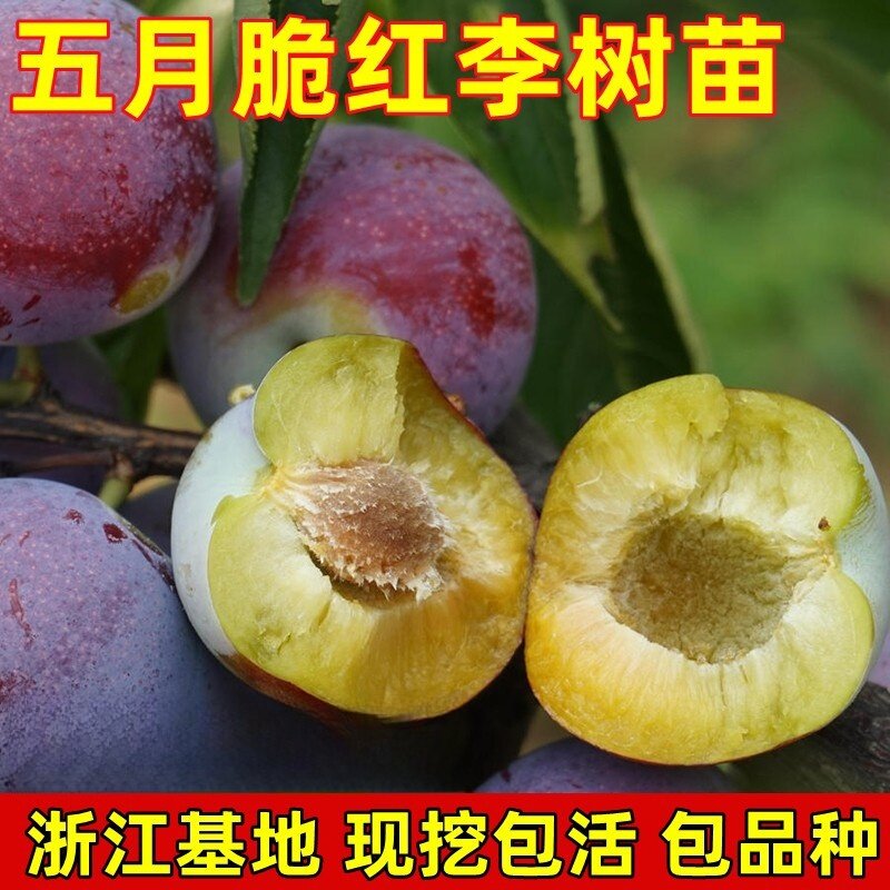五月脆 （又名早熟一点红）凤凰李四川眉山嫁接脱骨脆李子树苗