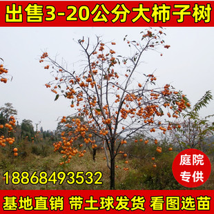 特大柿子树苗带土当年结果庭院火晶柿日本甘秋秋甜脆柿南北方种植