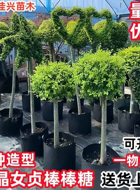亮晶女贞棒棒糖盆栽花镜植物球耐寒耐晒四季常青花园庭院别墅造景