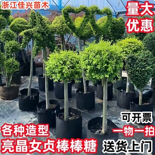 亮晶女贞棒棒糖盆栽花镜植物球耐寒耐晒四季常青花园庭院别墅造景