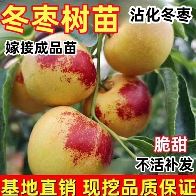 冬枣树苗嫁接特大脆甜枣树活苗北方南方种植庭院果树果苗当年结果