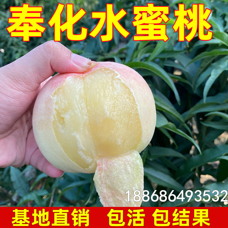 奉化水蜜桃果树苗南北方地栽庭院阳台盆栽种植特大果嫁接当年结果