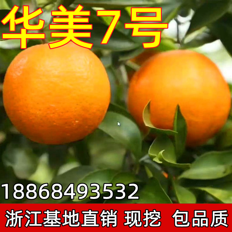新品种柑橘苗 华美7号杂交柑桔苗早熟橘子苗盆栽地栽南北方种植