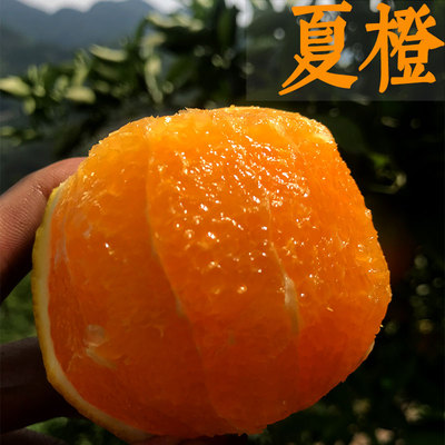 夏橙红肉当年结果嫁接苗