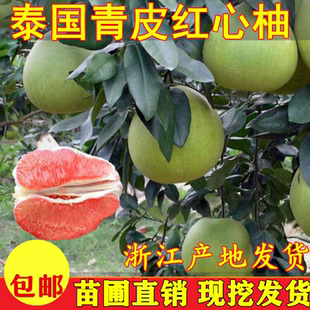 泰国青柚 金柚进口果树苗 青皮红心柚子树苗蜜柚泰国柚子苗