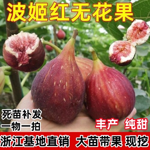正宗台湾波姬红无花果苗盆栽无花果树苗南北方种植果树苗当年结果