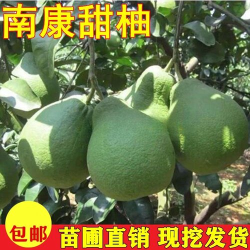 南康甜柚树苗斋婆白肉当年结果