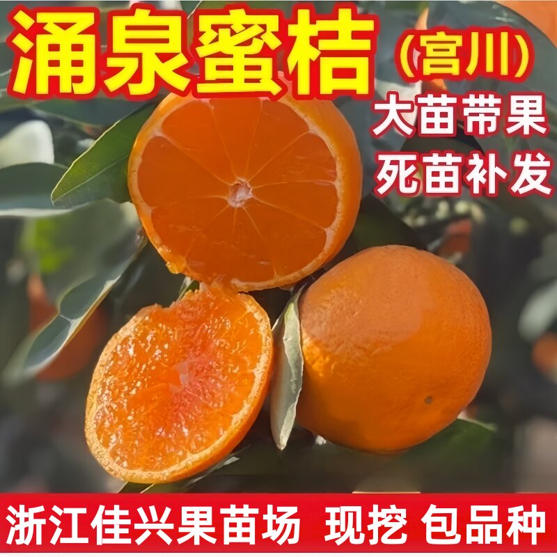 早熟无核涌泉蜜橘苗 蜜桔苗 嫁接无籽黄岩柑橘果树苗宫川蜜桔子苗