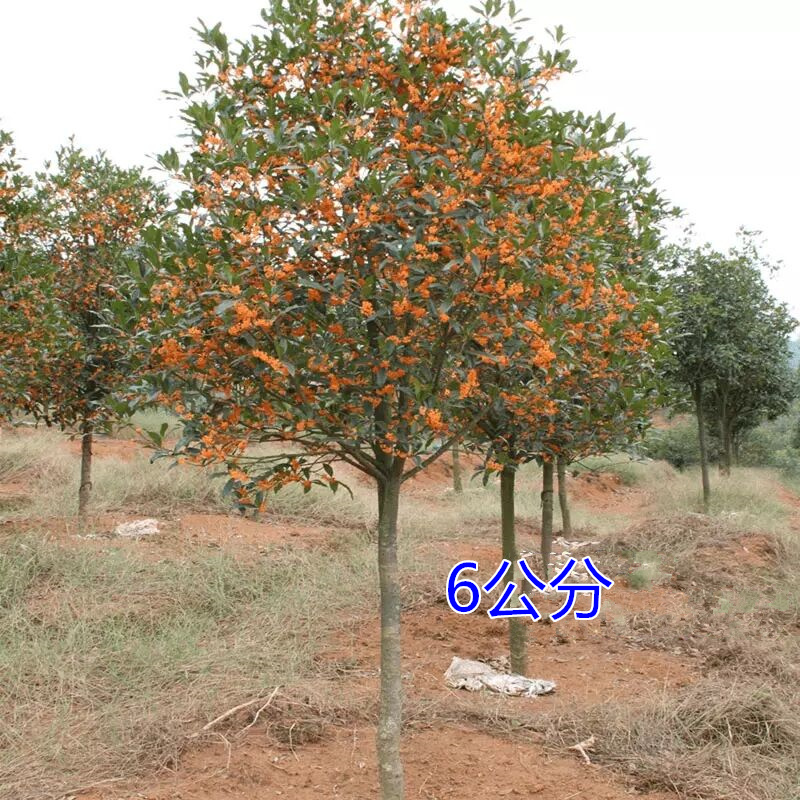 盆栽植物庭院浓香型桂花树苗