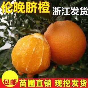 脐橙树苗 嫁接橙子苗 伦晚脐橙盆栽地栽果树 橙子树苗南北方种植