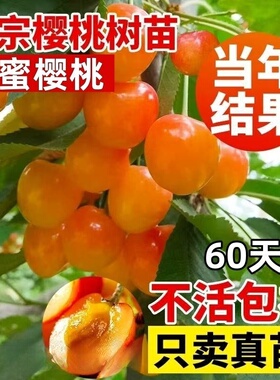 黄蜜大樱桃苗樱桃树苗南北方地栽种植果树苗盆栽嫁接矮化当年结果