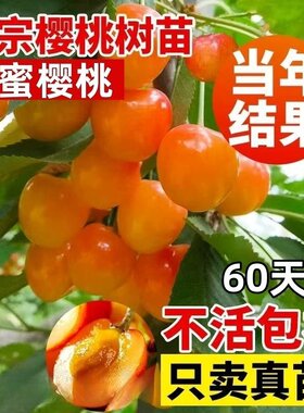黄蜜大樱桃树苗庭院果树地栽盆栽