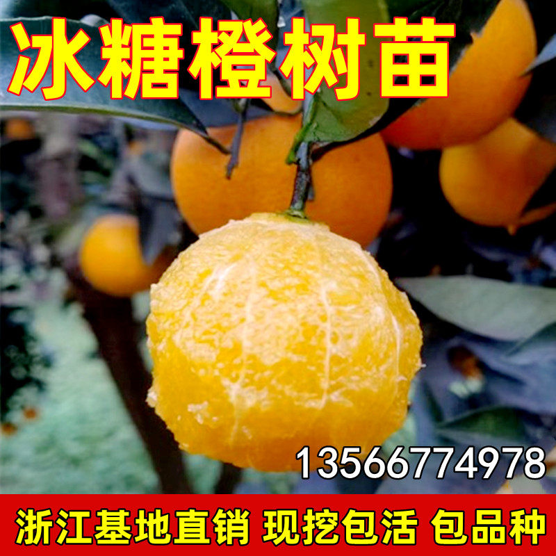 永兴冰糖橙苗 冰糖柑嫁接橙子苗 褚橙苗当年结果盆栽地栽甜橙树苗
