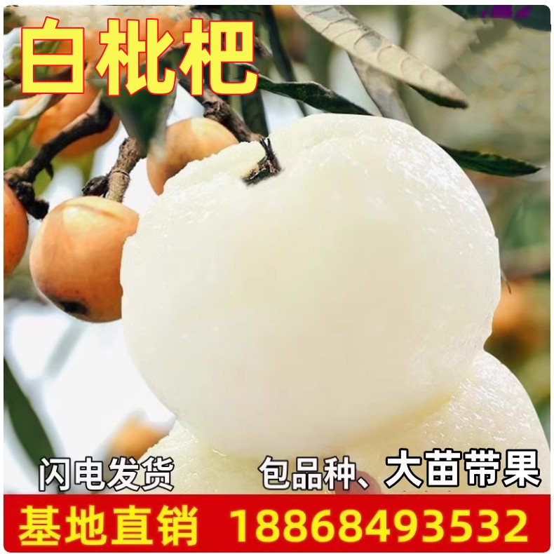 正宗白玉白沙枇杷苗树嫁接果树 大五星琵琶特大枇杷树南北方种植