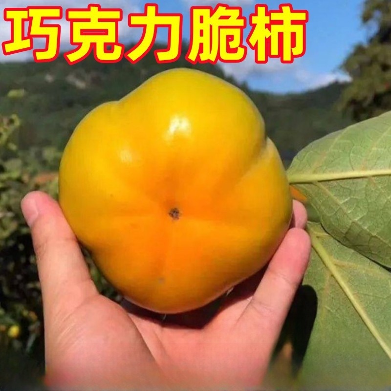 巧克力脆柿子树苗南北方庭院地栽盆栽种植特大嫁接果树苗当年结果