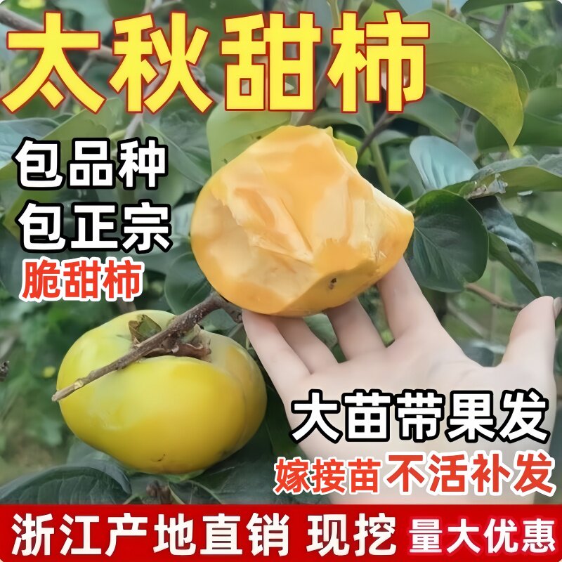 太秋柿子苗南北方庭院地栽日本甜柿苗树苗盆栽嫁接柿子树当年结果