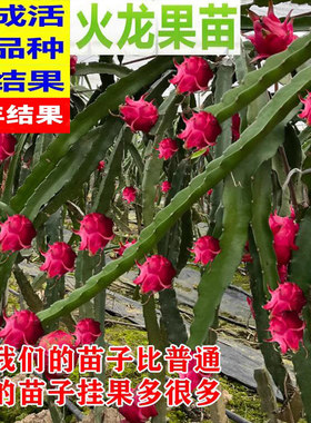 改良红心火龙果树苗盆栽
