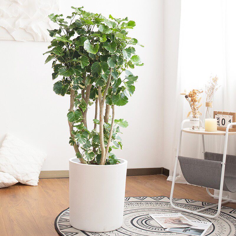 锦叶金钱兜盆栽室内大型植物观叶盆景乔迁客厅绿植落地花叶福禄桐