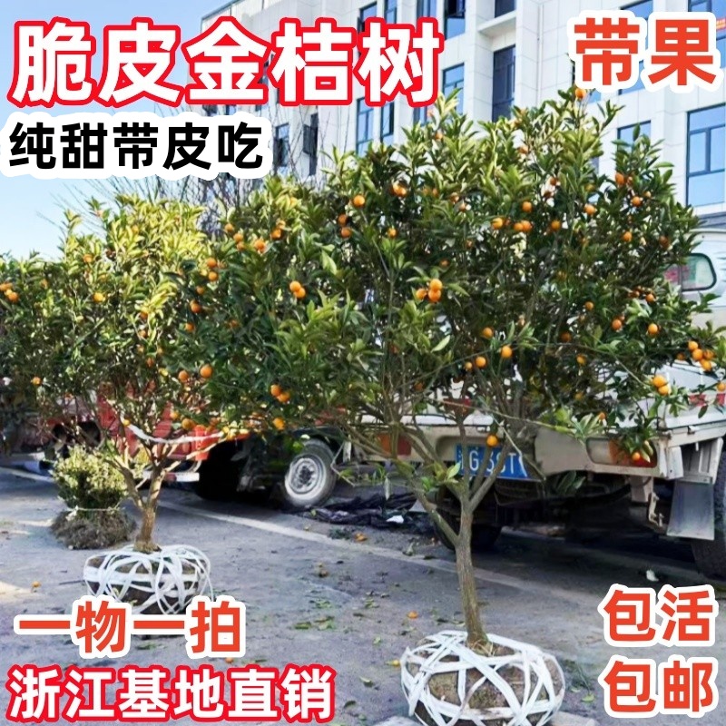 脆皮金桔树带果庭院地栽橘子树大树阳台盆栽蜜糖金桔树苗当年结果
