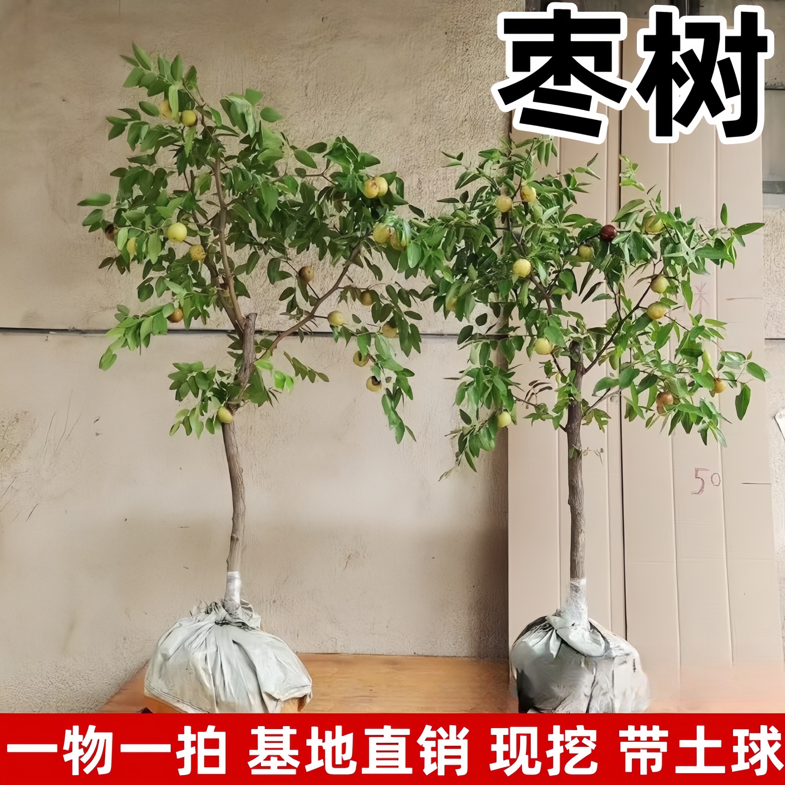 特大枣树树苗带土球当年结果冬枣活苗枣树庭院地载嫁接大枣树果苗