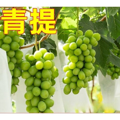青提葡萄苗南北方庭院地栽特大爬藤耐寒盆栽嫁接无籽果树当年结果