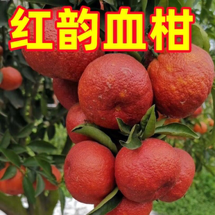 媛红椪柑树苗 血橙苗 红韵血柑晚熟柑橘树嫁接常绿果树盆栽地栽