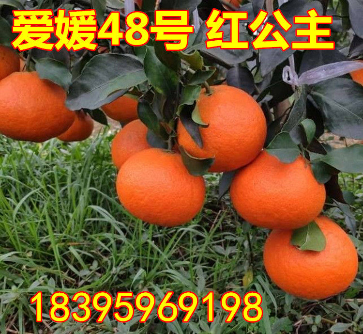 红公主柑橘树苗盆栽爱媛48号柑桔果树苗红美人与甘平杂交品种