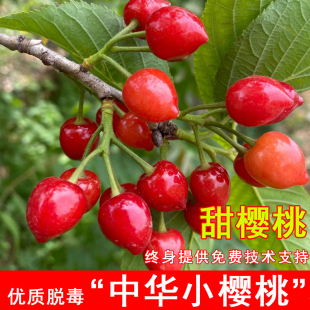 果树老品种本地土樱桃树苗中华小樱桃苗甜盆栽地栽南北方种植果苗