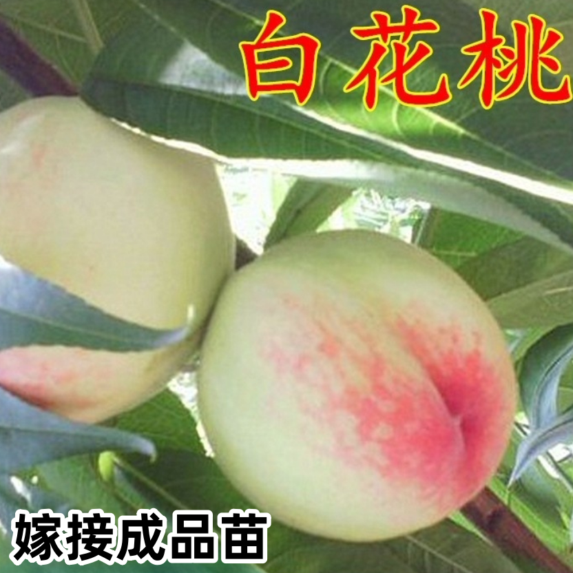 桃树苗桃树树苗嫁接油桃苗水蜜桃苗白花桃苗南方北方种植当年结果