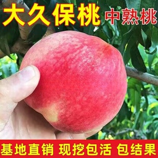 平谷大桃树 大久保桃苗 水蜜桃树苗嫁接苗 嫁接桃苗 南方北方种植