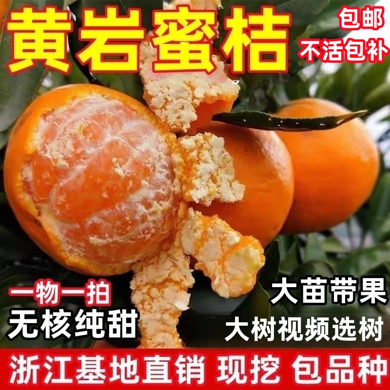 黄岩蜜橘树苗 宫川无核蜜桔庭院大果树 嫁接早熟柑橘树苗当年结果
