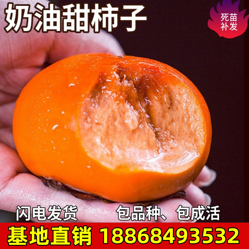 奶油甜柿子树苗南北方庭院地栽盆栽种植特大嫁接果树活苗当年结果