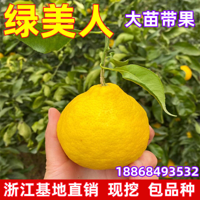 象山绿美人树苗爱媛32号杂柑媛小春春蜜露柑桔苗爱媛68号黄美人苗