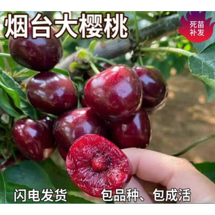 烟台大樱桃苗南北方地栽车厘子树苗盆栽特大嫁接樱桃树苗当年结果