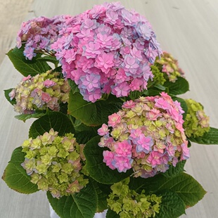 牵牛星大花绣球多年生木本植物阳台盆栽庭院地栽灌木直立耐开