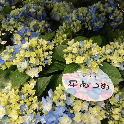 无尽星河新品集合大花绣球八仙花盆栽院子进口重瓣植物花苗