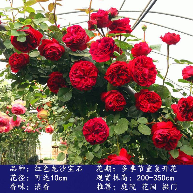 红色龙沙宝石1米6大苗蔷薇花藤月季/蔷薇/玫瑰
