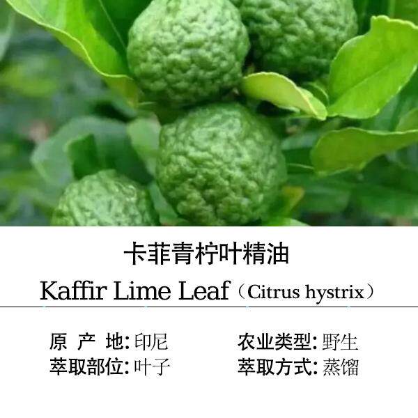 印尼 卡菲青柠叶单方精油 改善头皮屑