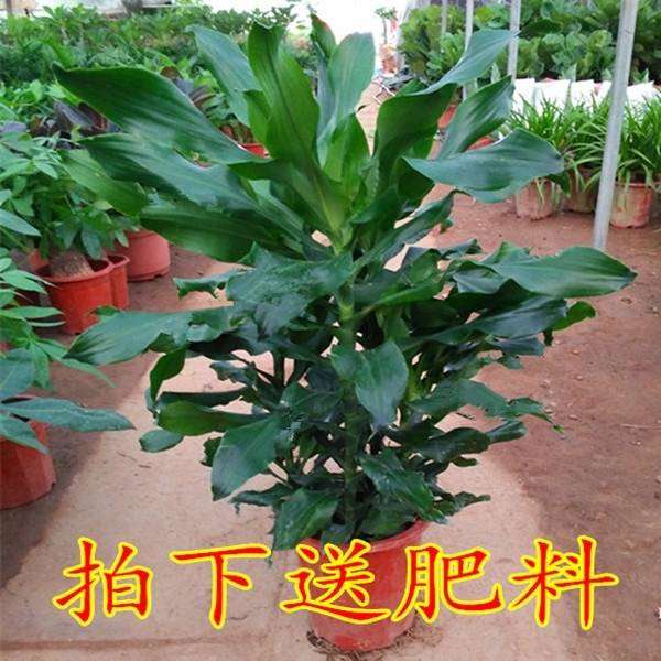 Thread Botany Thread Spiral Iron roll Blade thereof Potted plant flowers and plants purify atmosphere In addition to formaldehyde desktop bonsaiin the Flower delivery/Flowers simulation/Plants gardening , Flowers/Potted plants (New) , Plants  category - from Buy2taobao.com to provide professional Taobao agent buy service
