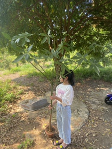 可开花的发财树造型飘枝观叶原生态净化空气网红绿植客厅盆栽阳台
