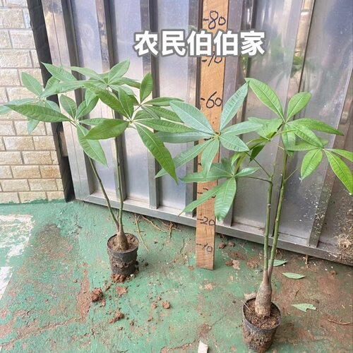 B J一物一拍 双杆 树苗 1.2米以下 独款盆栽绿植客厅发财树