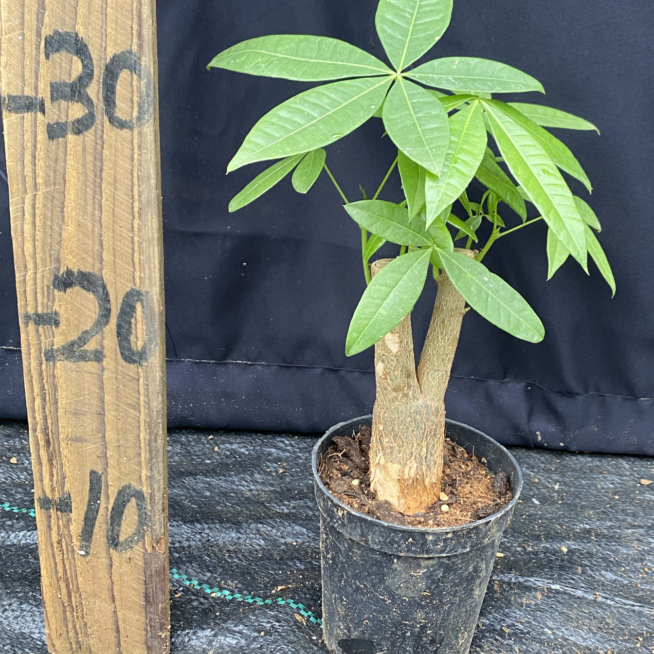 带芽双头发财树种子果实马拉巴栗桌面绿植